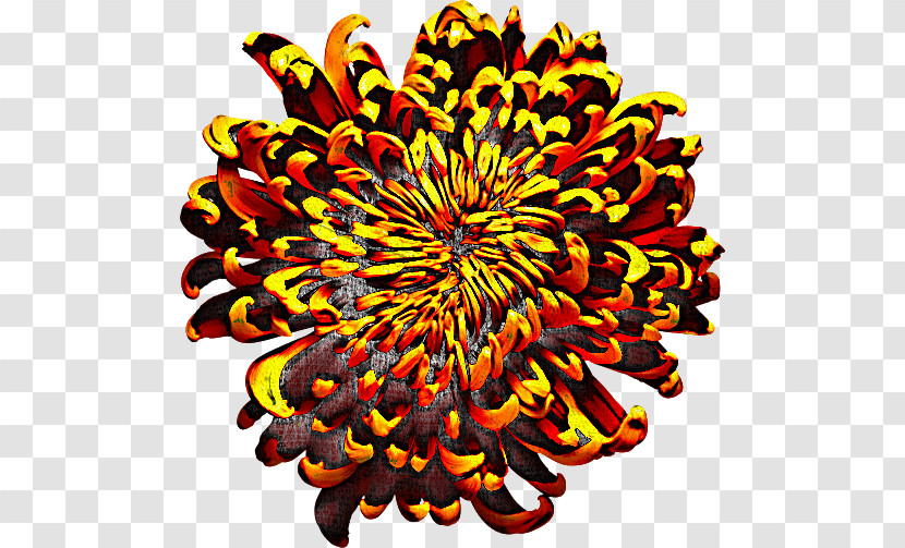 Chrysanthemum Symmetry Pattern Orange S.a. Transparent PNG