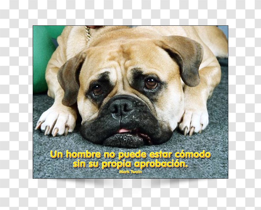 Why Does My Dog . ? Grooming Cat Puppy - Carnivoran - Spain Poster Transparent PNG