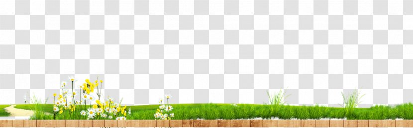 Lawn Wheatgrass Land Lot Energy Wallpaper - Grassland - Green Grass Flower Transparent PNG