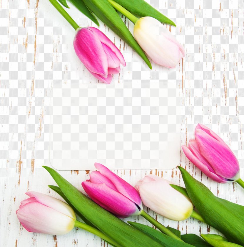 Tulip Flower Poster Photography - Highdefinition Television - Beautiful Tulips And A Card Transparent PNG