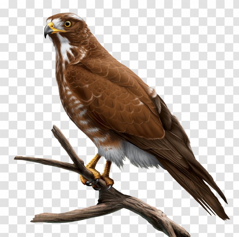 Hawk Grey Hyperrealism Buzzard - Eagle - Painted Gray Face Great Transparent PNG