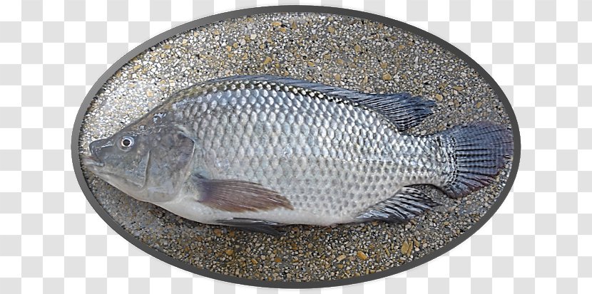 Nile Tilapia Bony Fishes Fish Farming - Ingredient - Peixe Pintado Criacao Transparent PNG