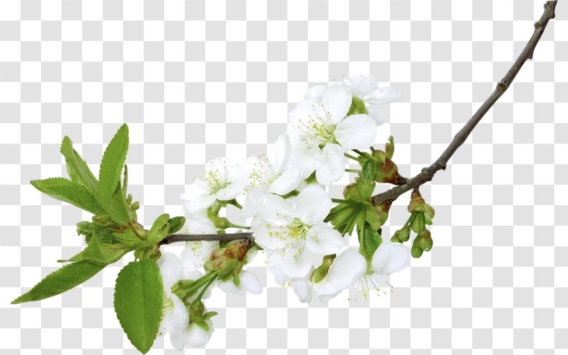 Branch Clip Art - Cherry Blossom - Branches On The Pear Transparent PNG