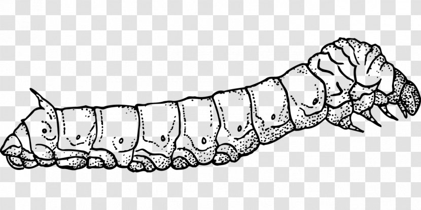 Butterfly Silkworm Insect Drawing - Reptile Transparent PNG