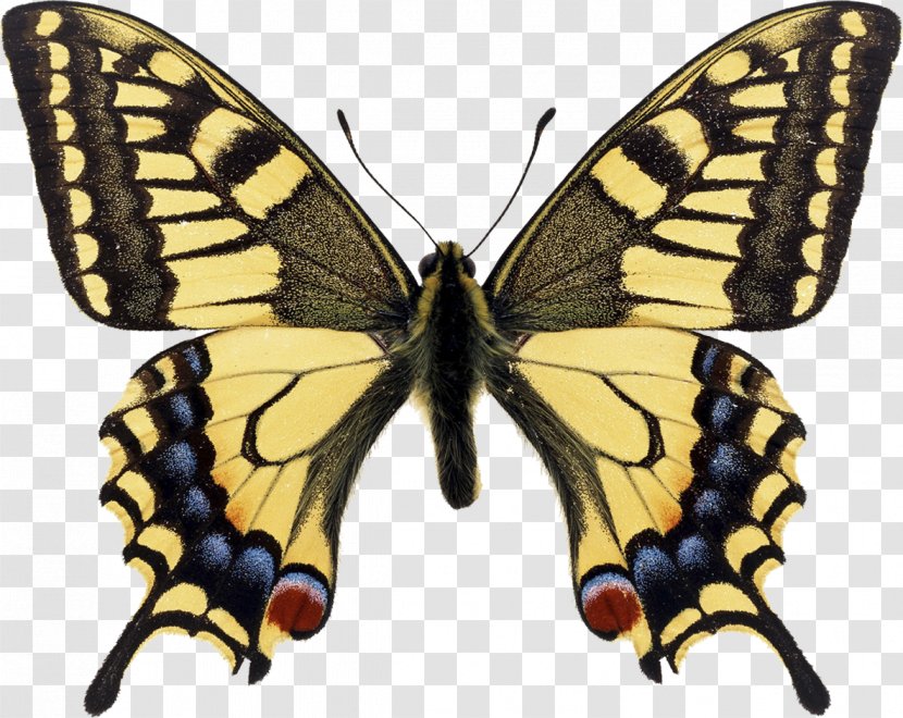 Swallowtail Butterfly Papilio Machaon Monarch Eastern Tiger - Pollinator Transparent PNG