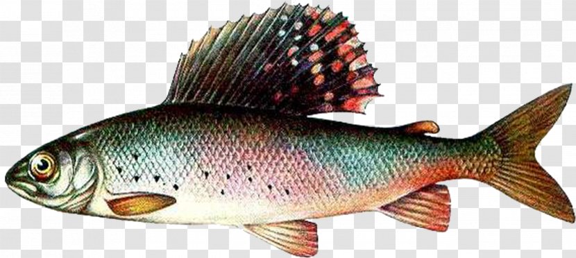 Salmon Arctic Grayling Milkfish Perch - Fish Products Transparent PNG