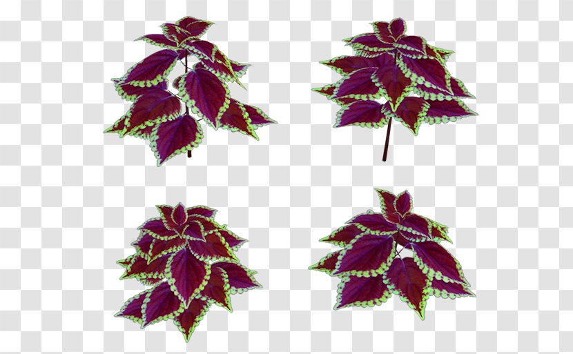 Maple Leaf Purple - Coleus Ideas Transparent PNG