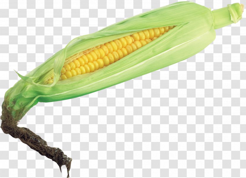 Corn On The Cob Maize Vegetable Husk - Cereal - Image Transparent PNG