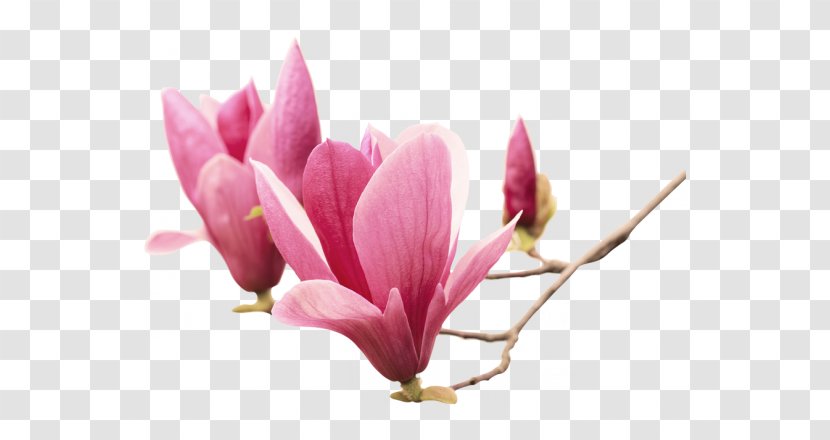 Chinese Magnolia Southern Liliiflora Family Wall Decal - Bud - Flower Transparent PNG