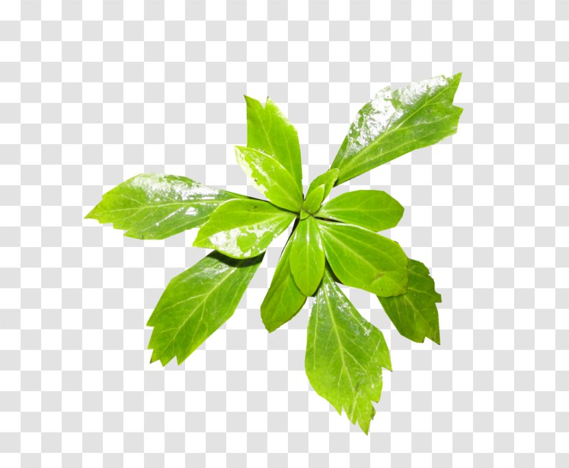 Leaf Plant Stem Tree Aquatic Plants - Ivy Transparent PNG