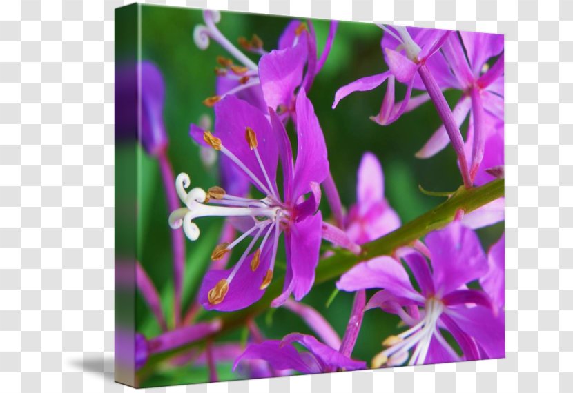 Lilac Violet Purple Flower Shrub - Flora - Botanical Flowers Transparent PNG