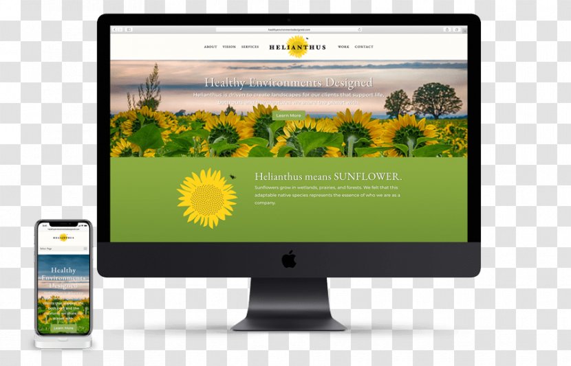 Common Sunflower Sustainable Landscaping Computer Monitors Multimedia - Display Device - Helianthus Transparent PNG