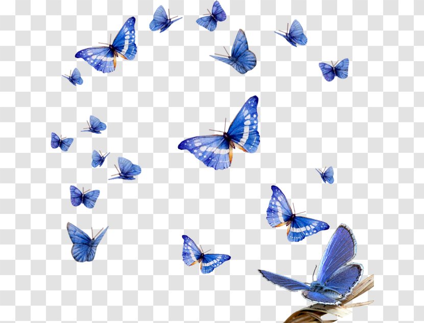 Blue Morpho Butterfly Insect - Pollinator Transparent PNG