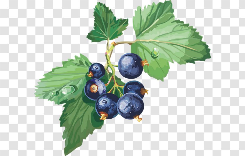 Gooseberry Bilberry Blackcurrant Blueberry Redcurrant Transparent PNG