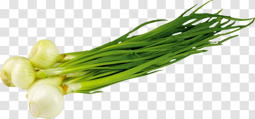 Onion Garlic Borscht Vegetable - Leek - Herbes Transparent PNG