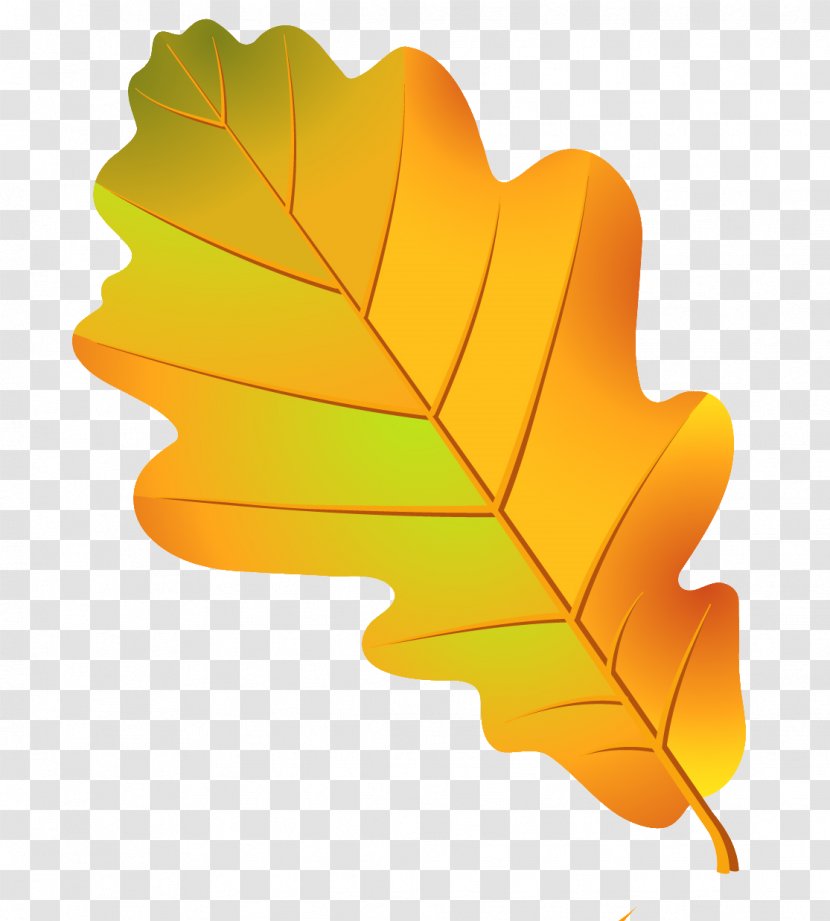 Oak Leaf Cluster Tree Acorn - Photography Transparent PNG