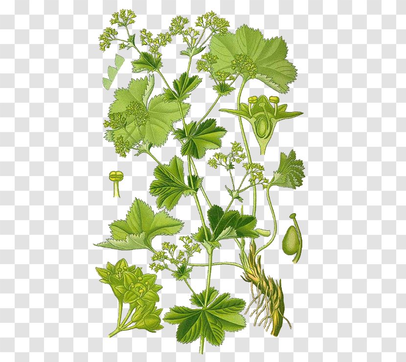 Alchemilla Vulgaris Garden Lady's-mantle Hairy Lady's Mantle Medicinal Plants Rose Family - Cooking Sketch Transparent PNG
