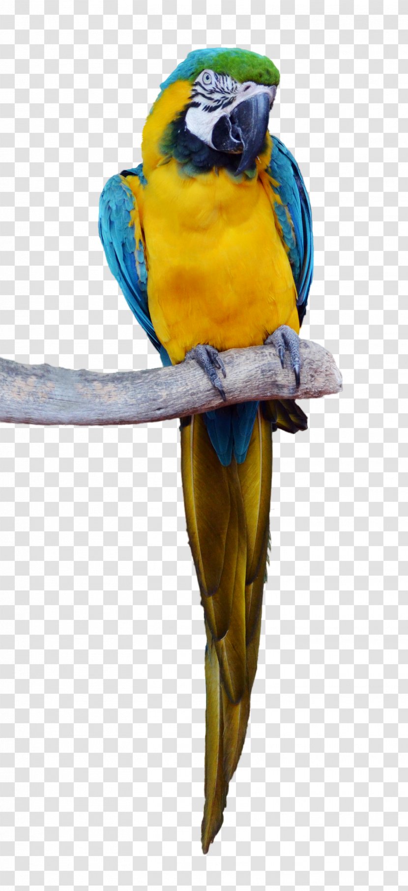 Parrot Bird Macaw Parakeet - Nanday Transparent PNG