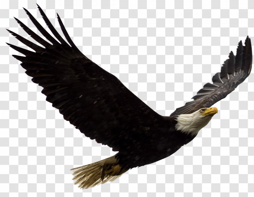 United States Bald Eagle Bird Of Prey Transparent PNG