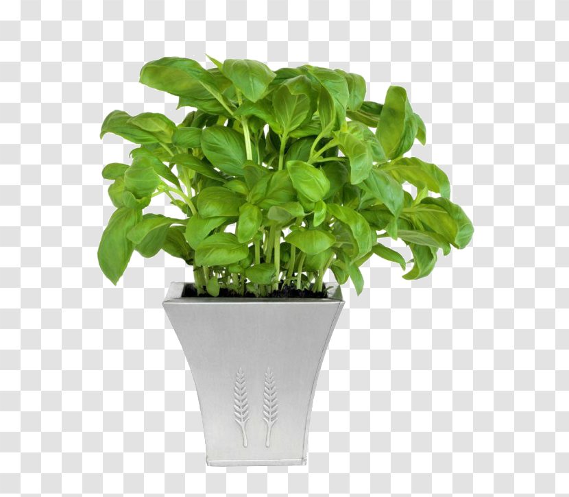 Flowerpot Houseplant Grow Light Sowing - Bonsai - Plant Transparent PNG