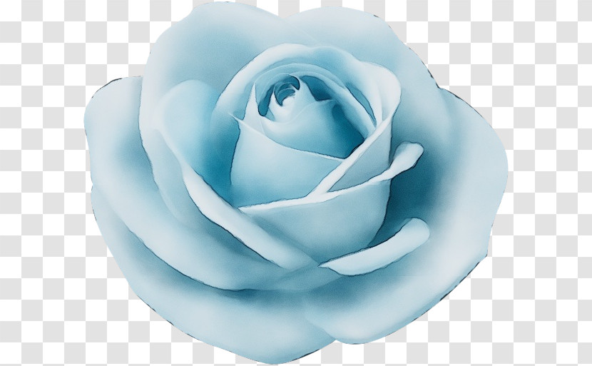 Garden Roses Transparent PNG