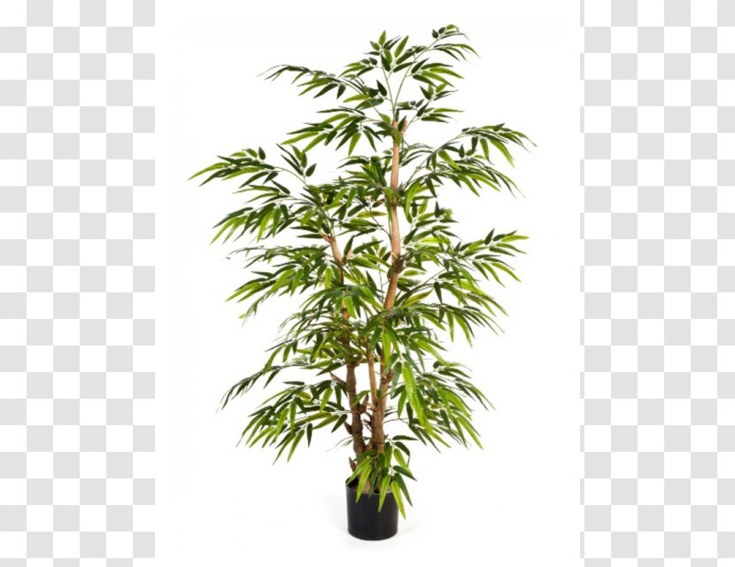 Tropical Woody Bamboos Bambusa Ventricosa Tree Lucky Bamboo Plant - Trunk Transparent PNG