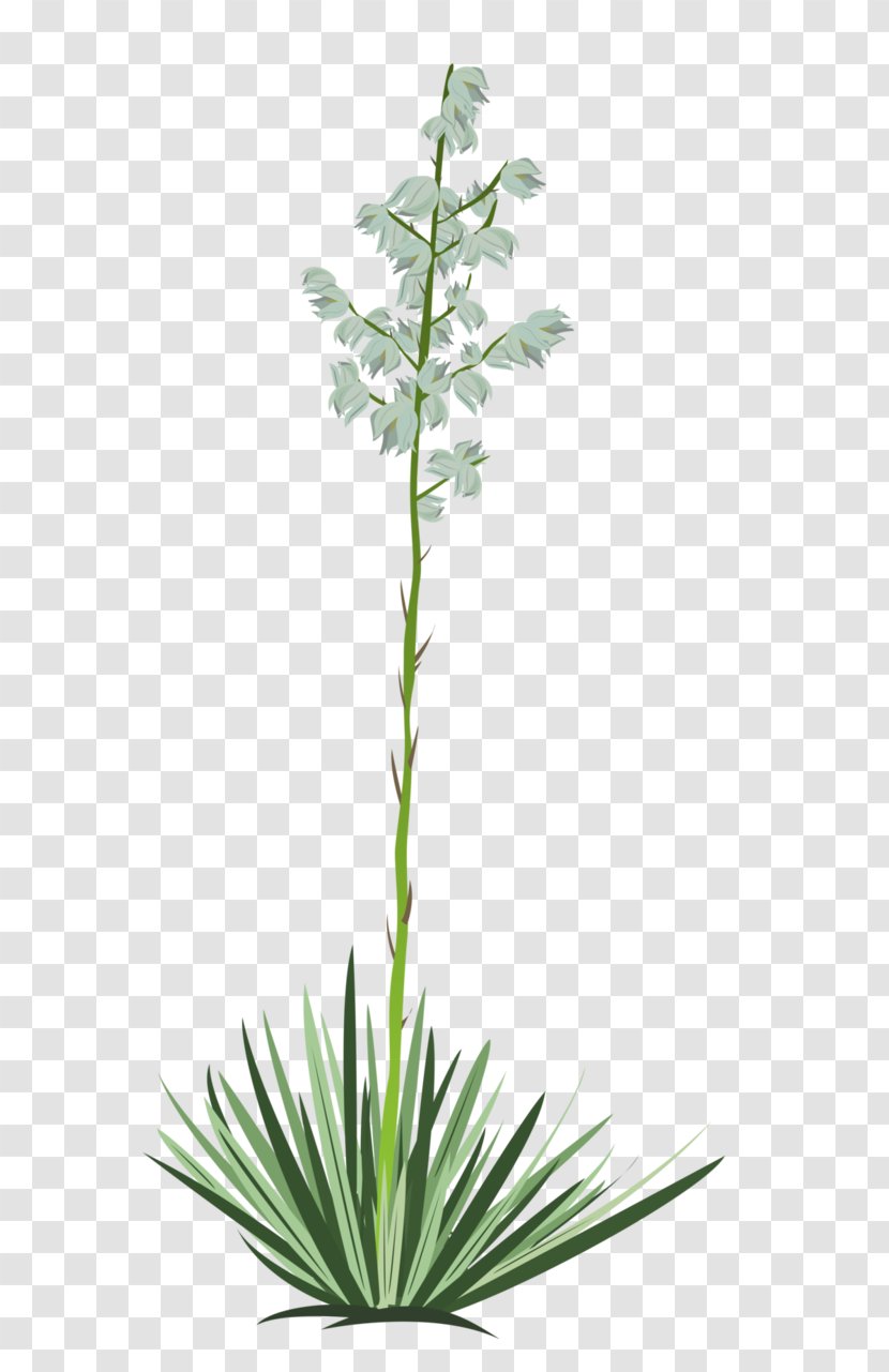 Flower Drawing Plant Spineless Yucca Cactaceae - Herb Transparent PNG