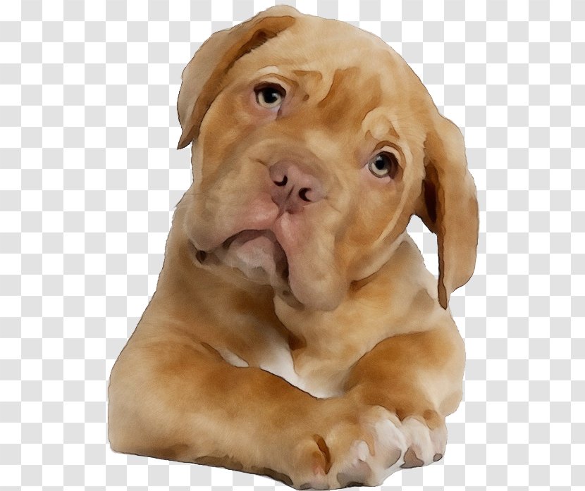 Dog Breed Dogue De Bordeaux Vizsla Skin - Snout Transparent PNG