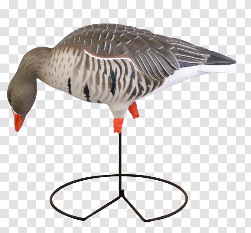 Greylag Goose Duck Mallard Decoy - Hunting Transparent PNG