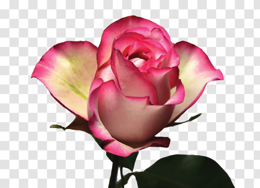 Garden Roses Cabbage Rose Floribunda Pink Color - Petal - Purple Hydrangea Transparent PNG