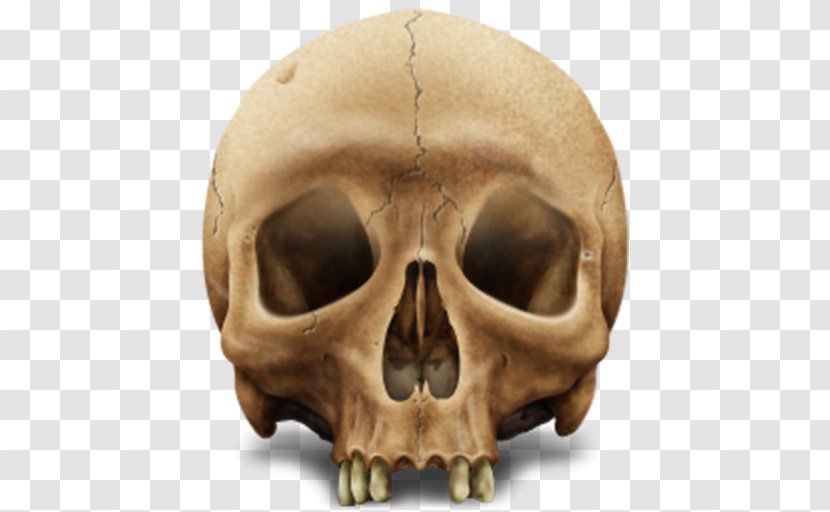 Skull Human Skeleton - Bone Transparent PNG