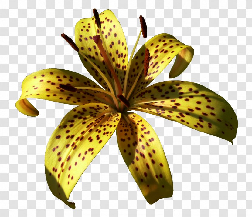 Lilium Yellow Daylily Clip Art - Flora - Plant Transparent PNG