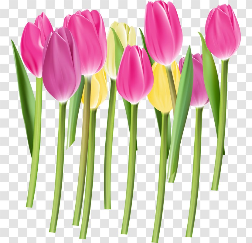 Tulip Euclidean Vector Flower Color Pink - Cut Flowers - Bud Transparent PNG