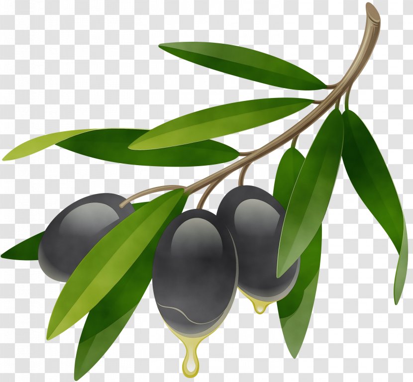 Plant Tree Leaf Olive Fruit - Woody - Food Branch Transparent PNG