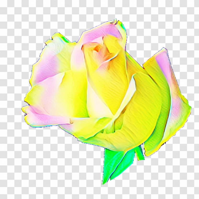 Rainbow Rose Garden Roses Cabbage Petal Cut Flowers - Rosa Centifolia - Acorn Transparent Background Transparent PNG