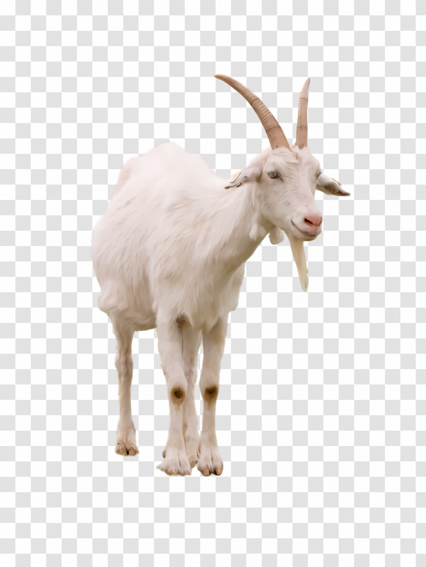 Goat Mountain Goat Snout Mountain Science Transparent PNG