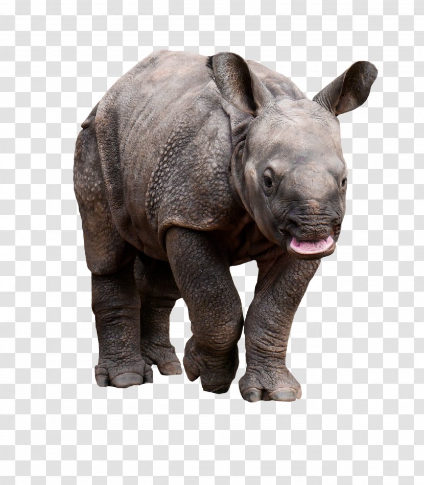 Rhinoceros Wildlife Pachydermata Animal Horn - Sumatran Transparent PNG