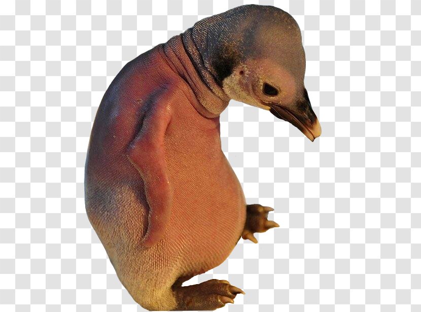 Penguin Bird Animal Beak Birth - Wombat Transparent PNG