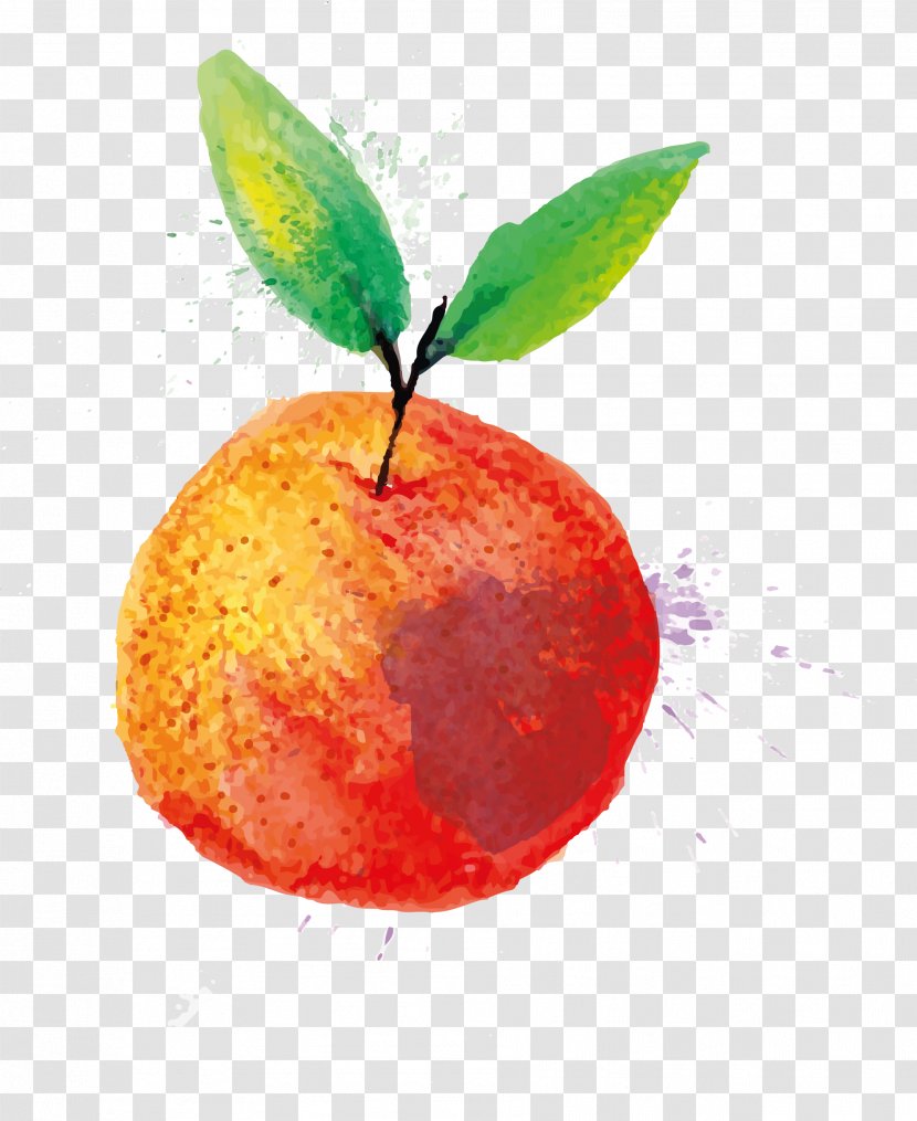 Watercolor Painting - Apple Water Transparent PNG