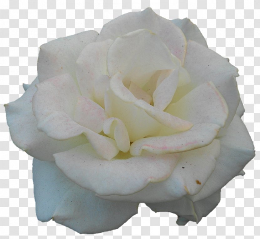 Garden Roses Cabbage Rose Cut Flowers Petal - Flowering Plant - Darshan Transparent PNG
