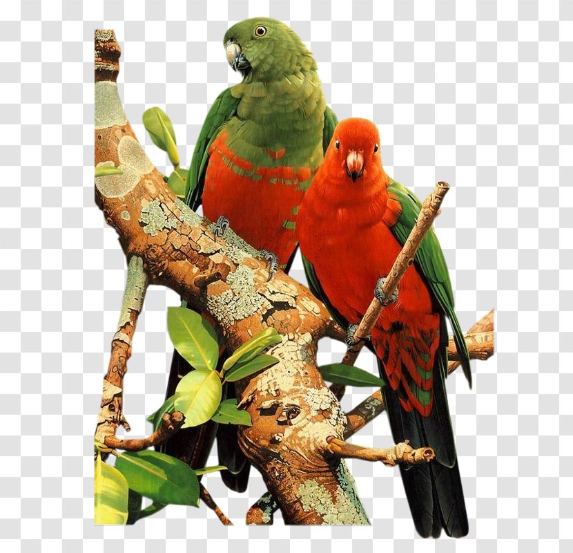 Parrot Lovebird Budgerigar - Beak - Branches Transparent PNG