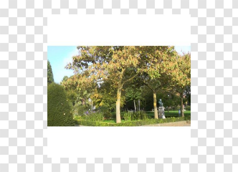 Land Lot Ecosystem Real Property - Tree Transparent PNG