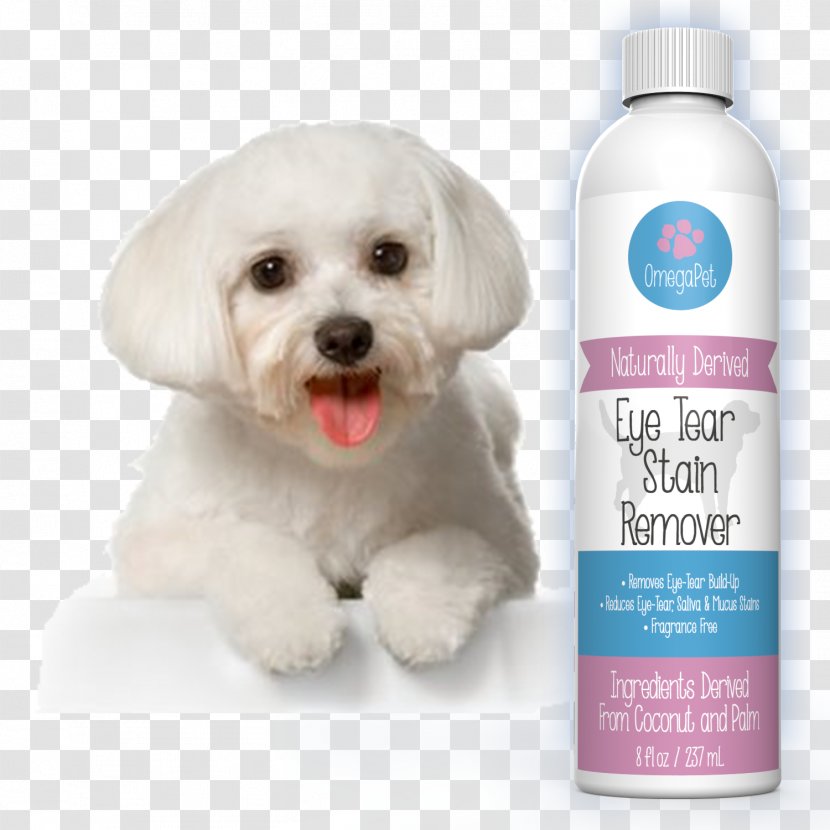 Maltese Dog Bichon Frise Havanese Puppy Cavachon - In Kind Transparent PNG