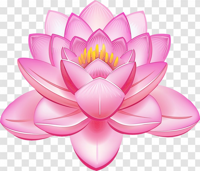 Lotus - Plant - Water Lily Transparent PNG