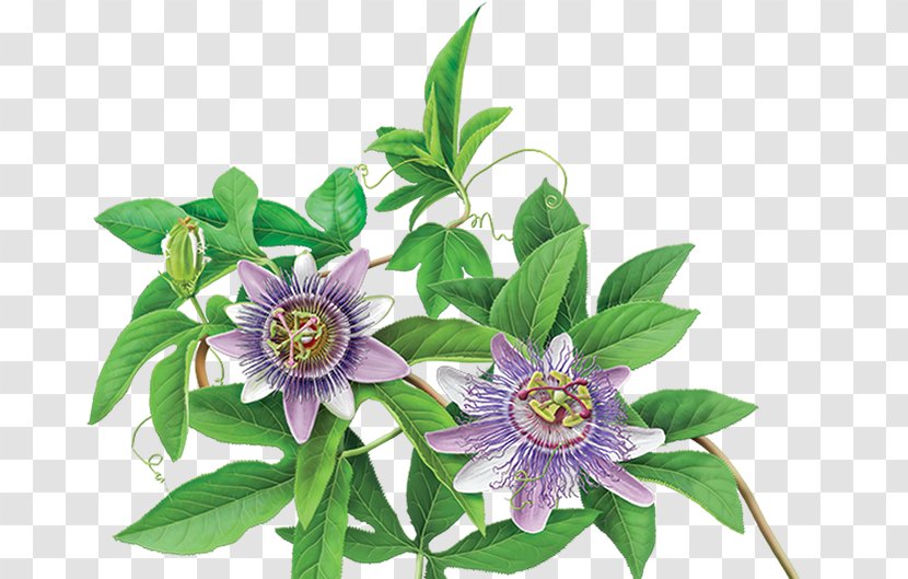 Green Tea Organic Food Flowering Purple Passionflower - Herb - Flower Banner Transparent PNG
