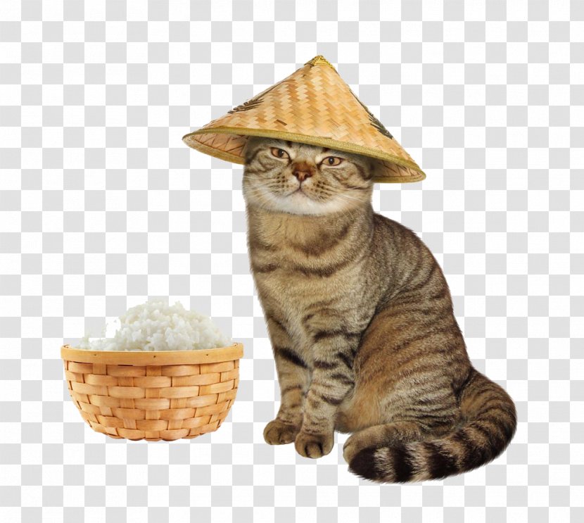 Cat Kitten Stock Photography Teacher Royalty-free - Carnivoran - With Straw Hat Transparent PNG