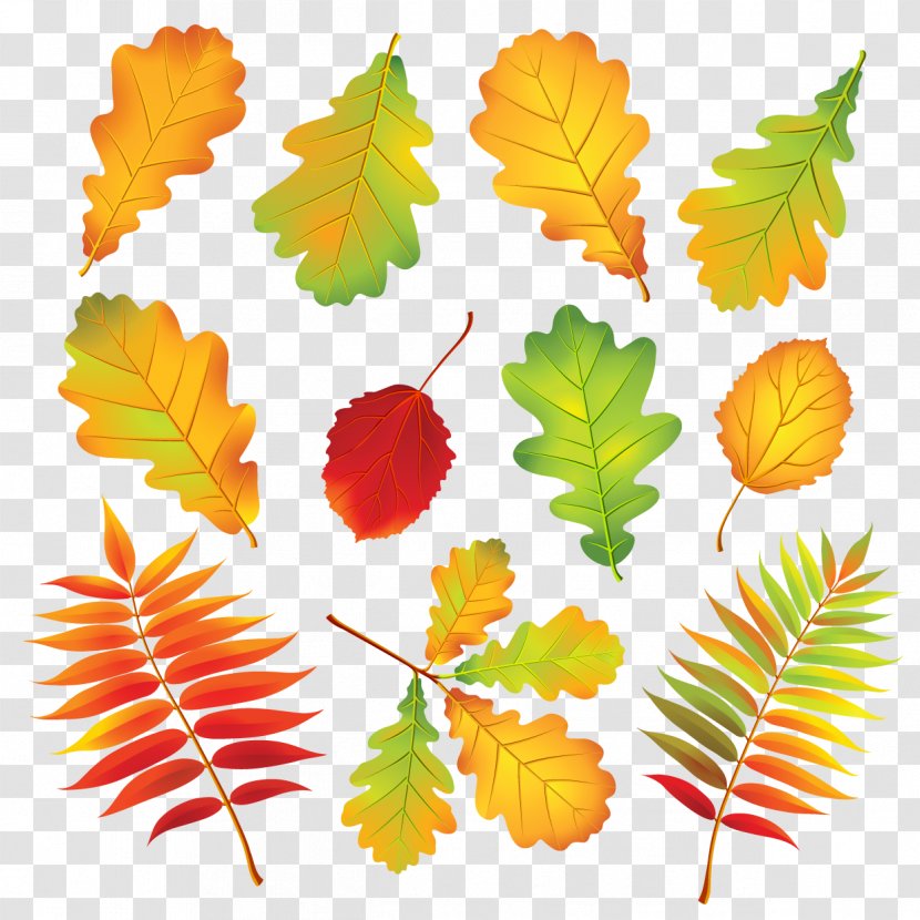 Autumn Leaf Color - Fruit Transparent PNG