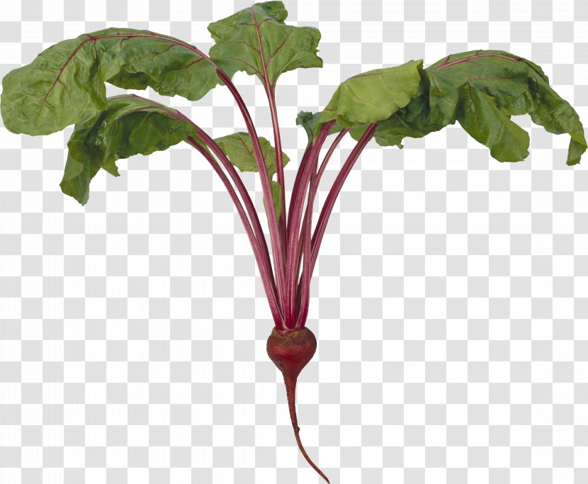 Common Beet Beetroot Food Clip Art - Leaf Vegetable Transparent PNG