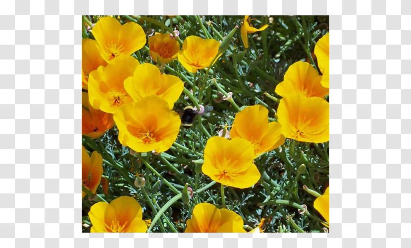 California Poppy Flowering Plant Annual - Seed Transparent PNG