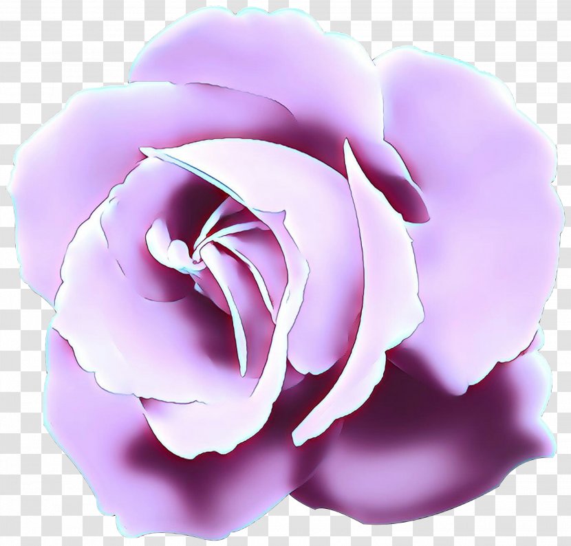 Garden Roses Cabbage Rose Petal Herbaceous Plant - Plants - Order Transparent PNG